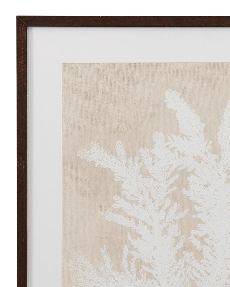 Ptilota Plumosa Framed Print - Beige
