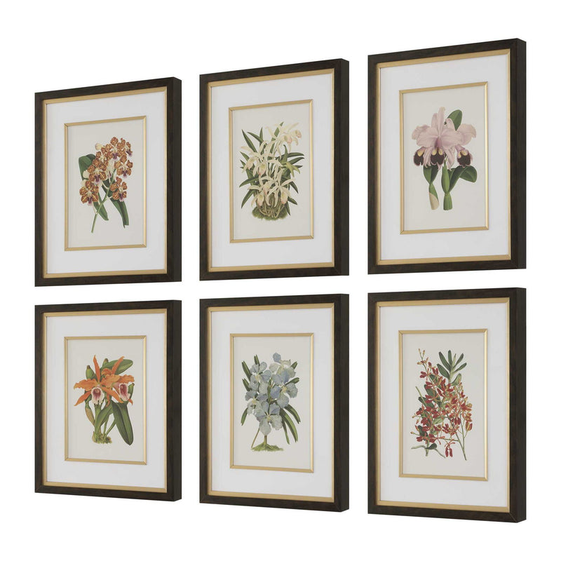 Orchid - Botanical Framed Prints (Set of 6) - Black / Blue / Gold / Green / Orange / Pink / Purple / Red