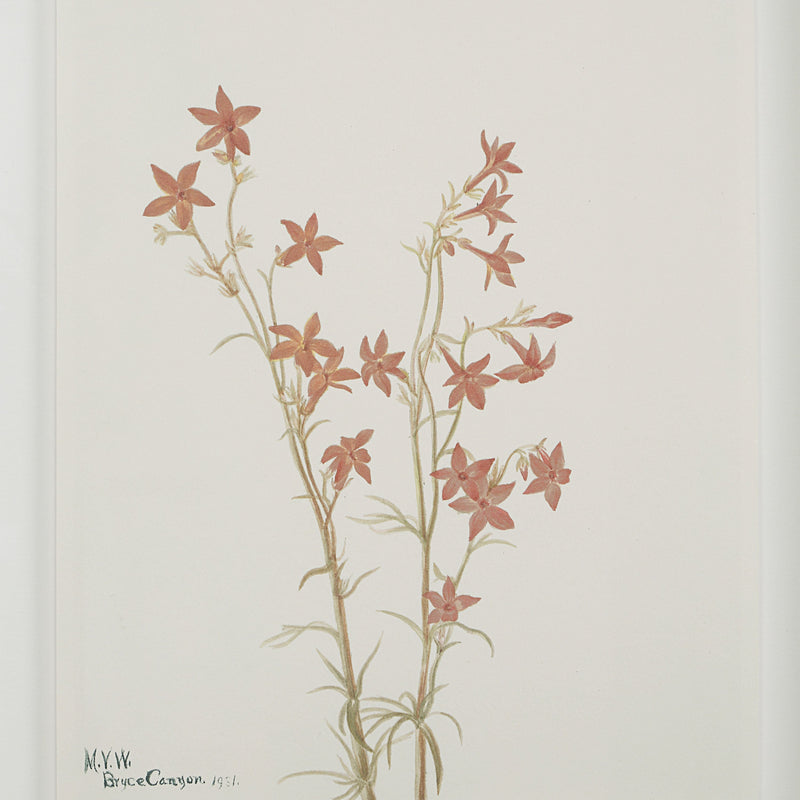 Crema Printed Art