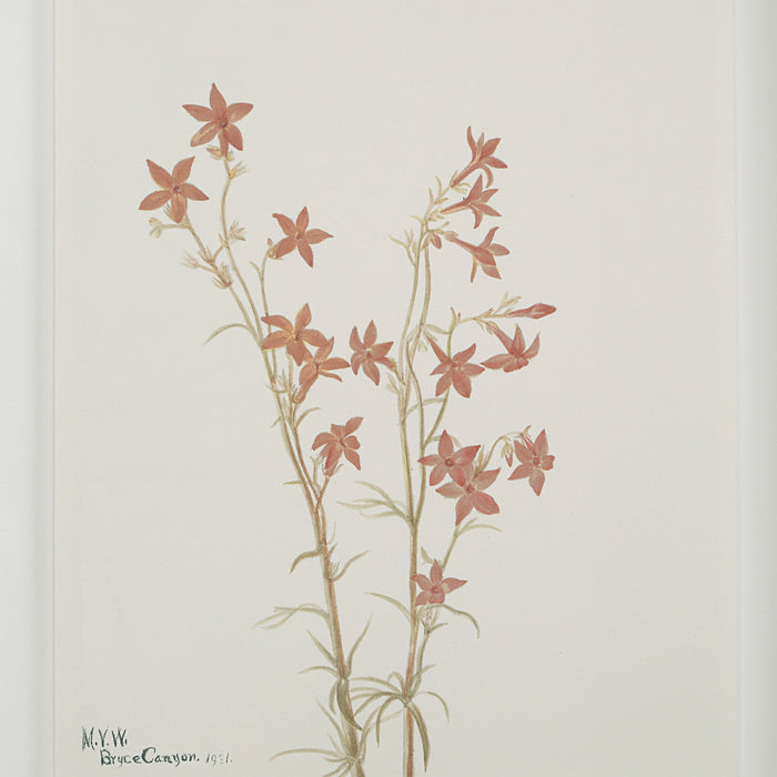 Crema Printed Art