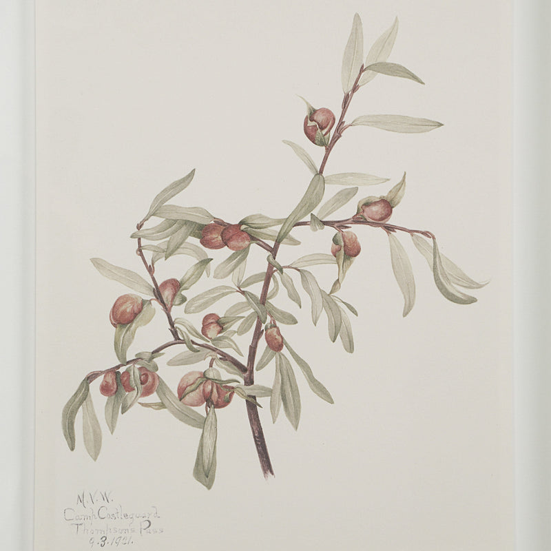Crema Printed Art