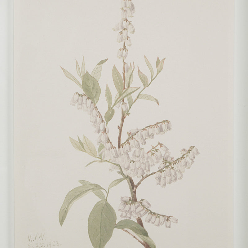 Crema Printed Art