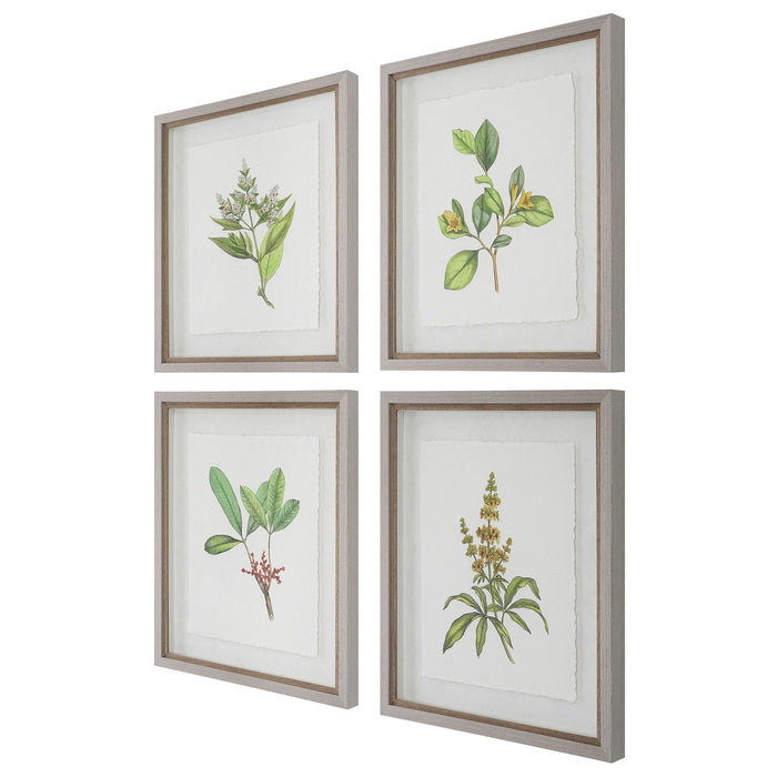 Wildflower Study Framed Prints (Set of 4)