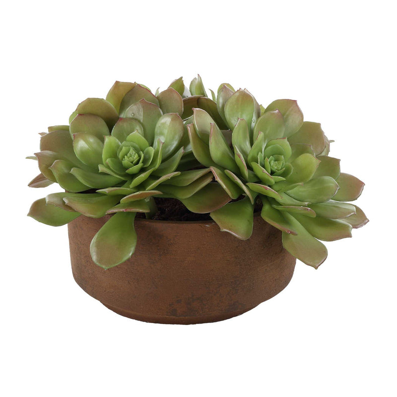 Sable Succulent - Accent In Pot - Brown / Green