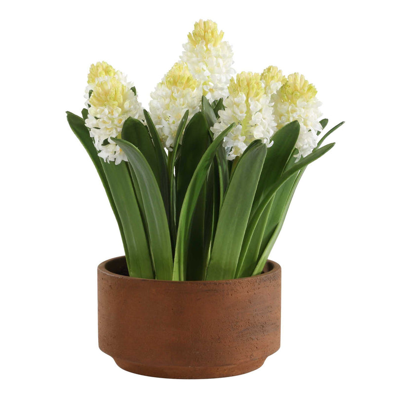Sincerity - Potted Hyacinth Plant - Green