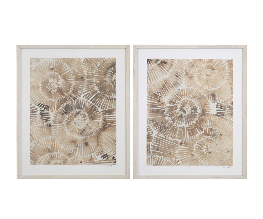 Fossil Nautilus I Framed Print - Brown