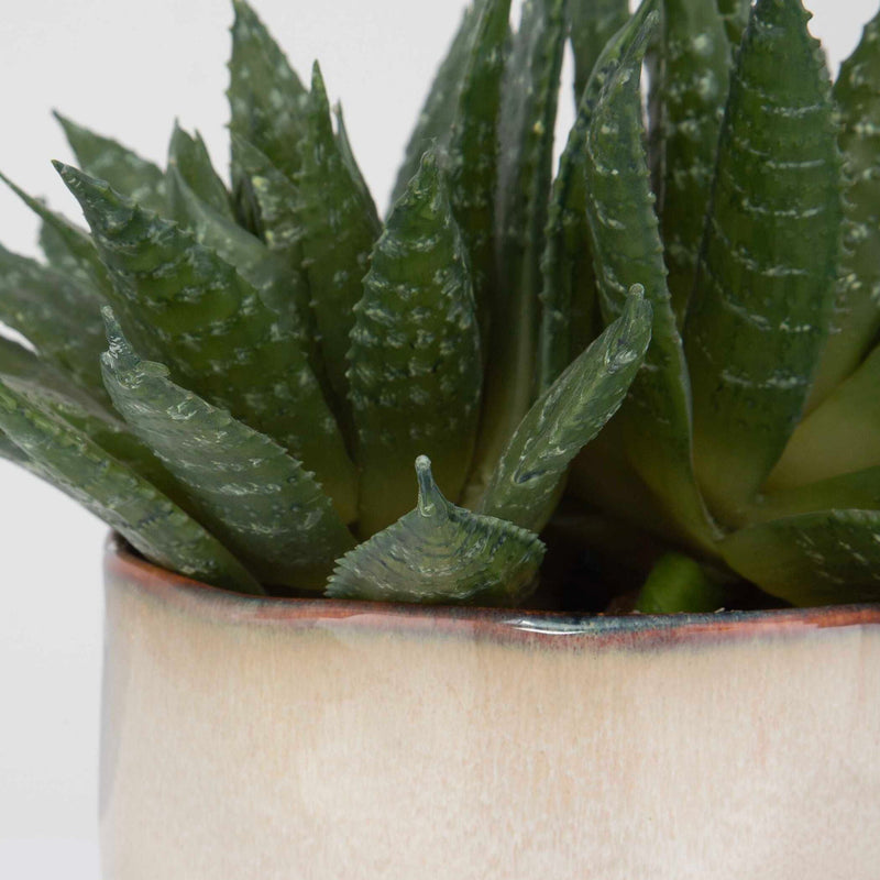 Doha - Succulent Accent - Light Gray