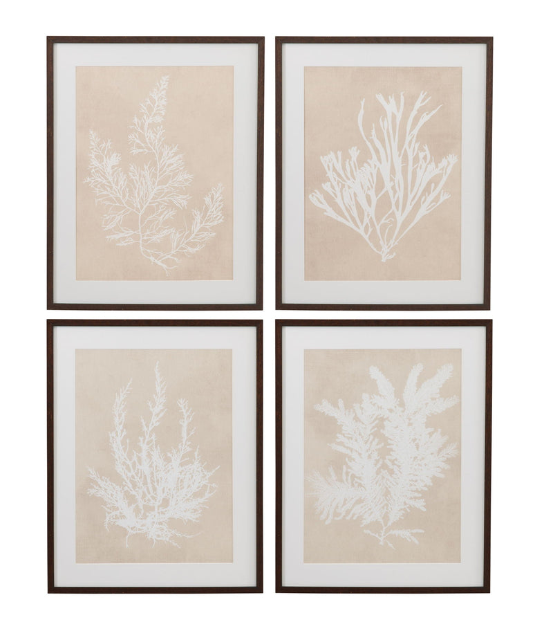 Cystoseira Faeniculacea Framed Print - Beige