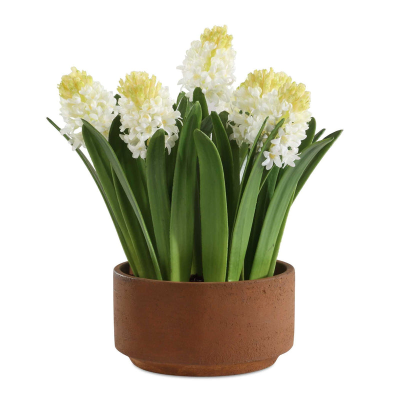 Sincerity - Potted Hyacinth Plant - Green