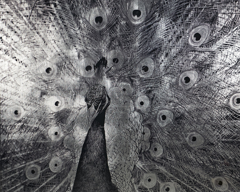 Courtship 48" X 48" Charcoal Frame