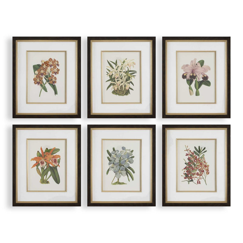 Orchid - Botanical Framed Prints (Set of 6) - Black / Blue / Gold / Green / Orange / Pink / Purple / Red