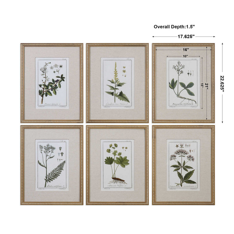 Green Floral Botanical Study - Prints (Set of 6) - Green