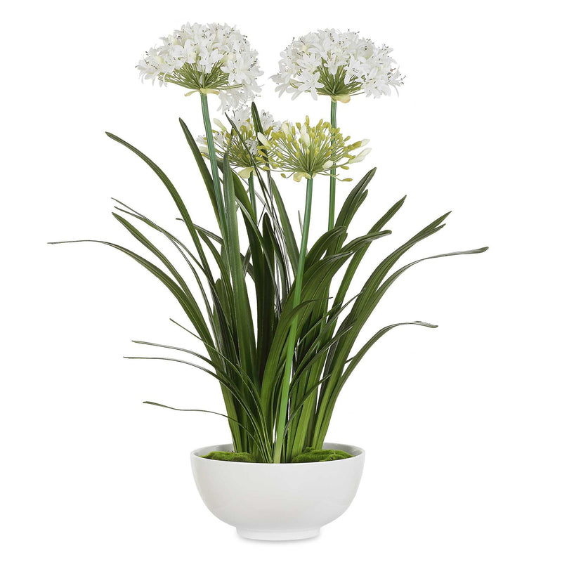 Purity Agapanthus - Centerpiece