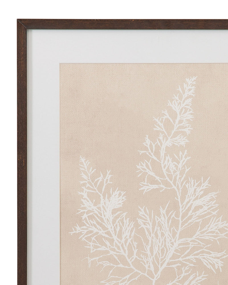 Cystoseira Faeniculacea Framed Print - Beige