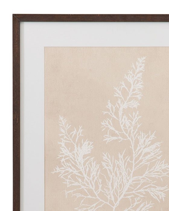 Cystoseira Faeniculacea Framed Print - Beige